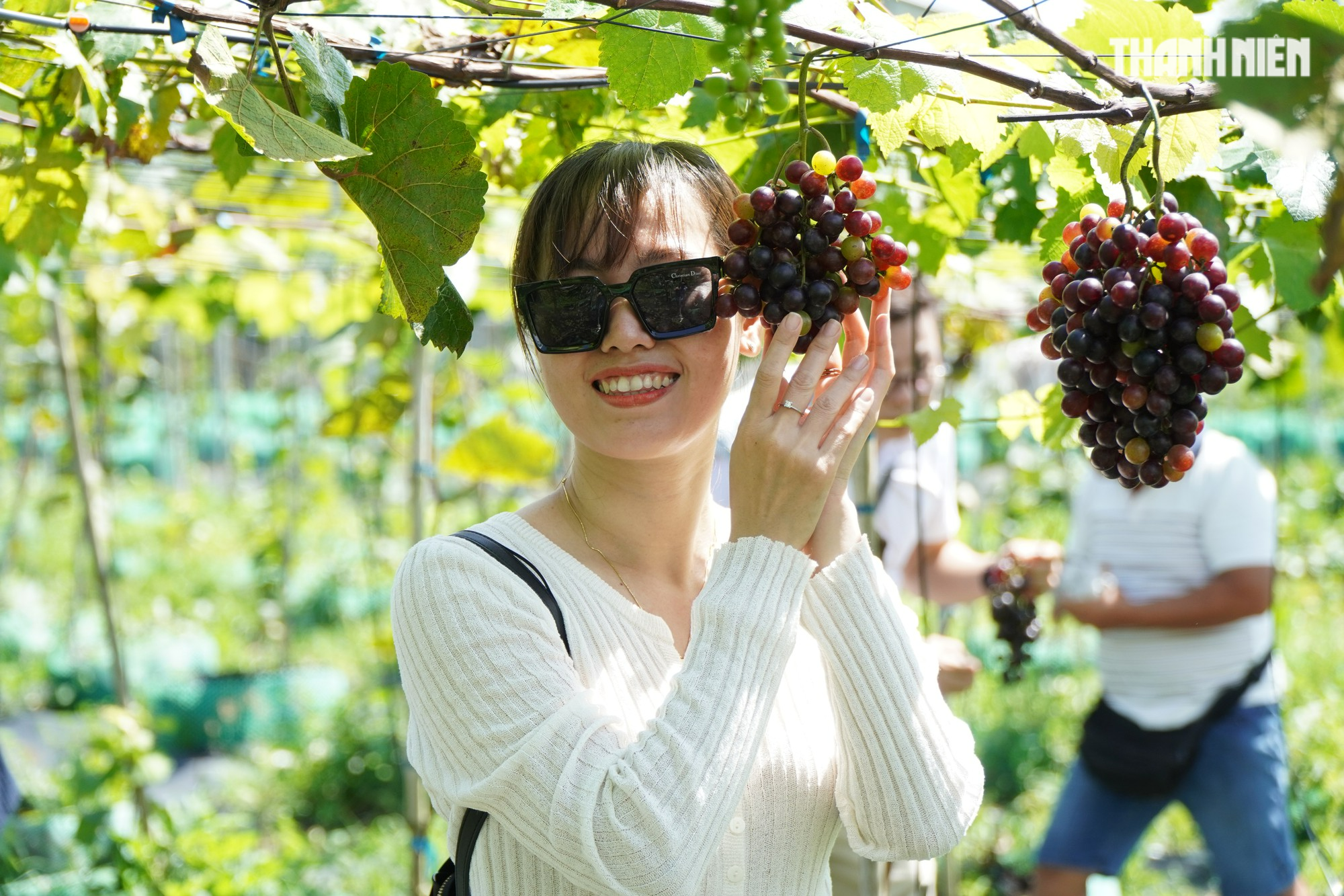 Độc đáo vườn nho kẹo hữu cơ trên cù lao Minh thu hút nhiều du khách - Ảnh 9.