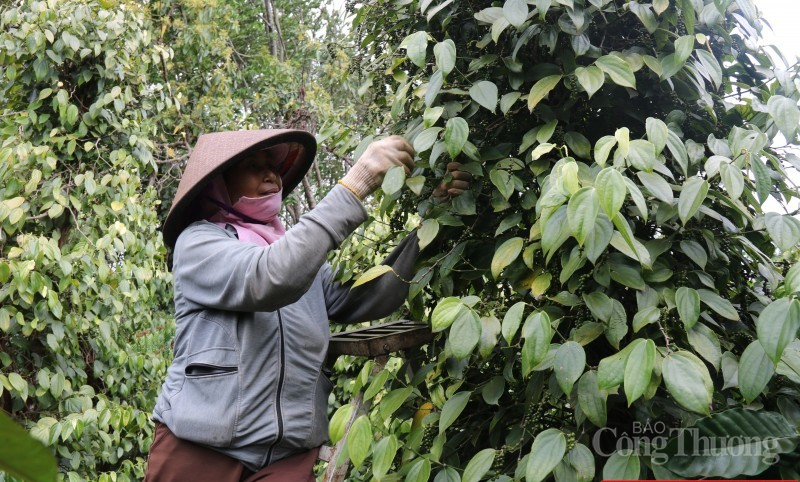 Tăng mạnh trở lại, liệu vùng giá mới có được thiết lập?