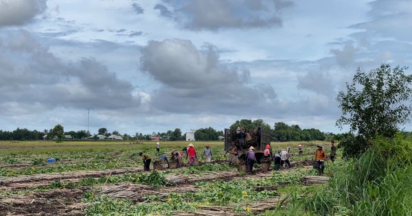 Ruộng trồng cây mì nhổ bật lên toàn củ là củ, sao thương lái ở Tây Ninh ai nấy phải khóc ròng?