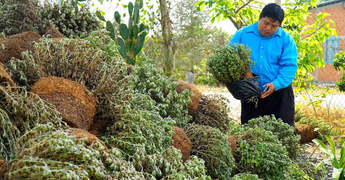 Des milliers de paniers de chrysanthèmes ont été déracinés à Ben Tre, le fournisseur de plants a présenté ses excuses à la population.