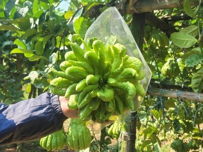 La fruta de la mano de Buda es popular durante la festividad del Tet. Foto: Ngoc Minh.