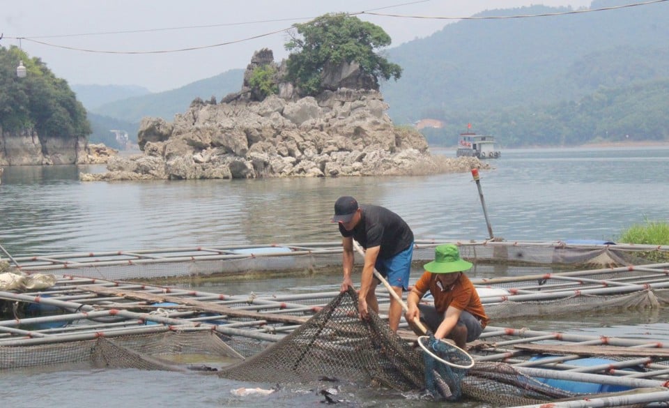 Hoà Bình xác định du lịch sẽ là "đầu kéo" để phát triển bền vững nghề nuôi trồng thuỷ sản trên hồ thuỷ điện Hoà Bình.