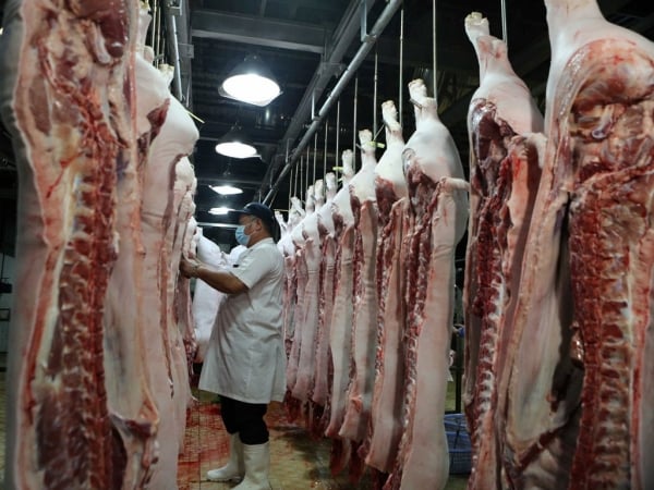 El precio del cerdo continúa aumentando, alcanzando los 58.000 VND/kg, la estructura de la industria ganadera ha cambiado.