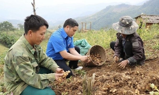 Gừng Kỳ Sơn đã bắt đầu có chỗ đứng trên thị trường