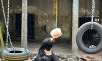 ホーチミン市動物園でクマがアイスクリームを食べているのを見てびっくり