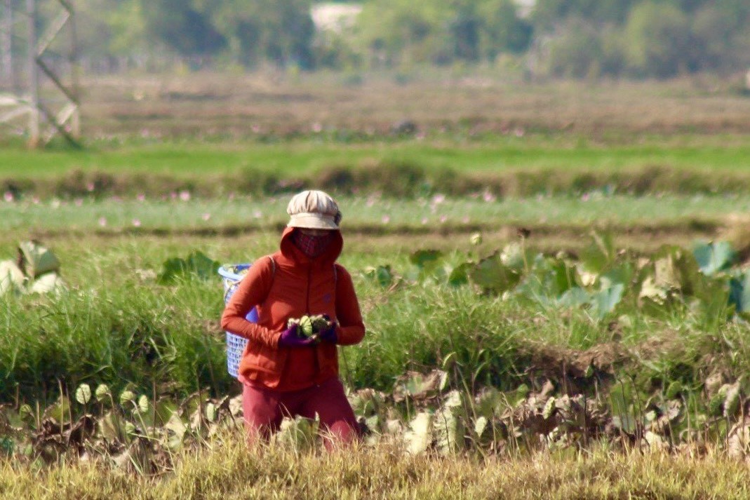 Khanh Hoa farmers harvest lotus flowers in the sun photo 6