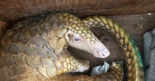 Successful rescue of two rare Javan pangolins