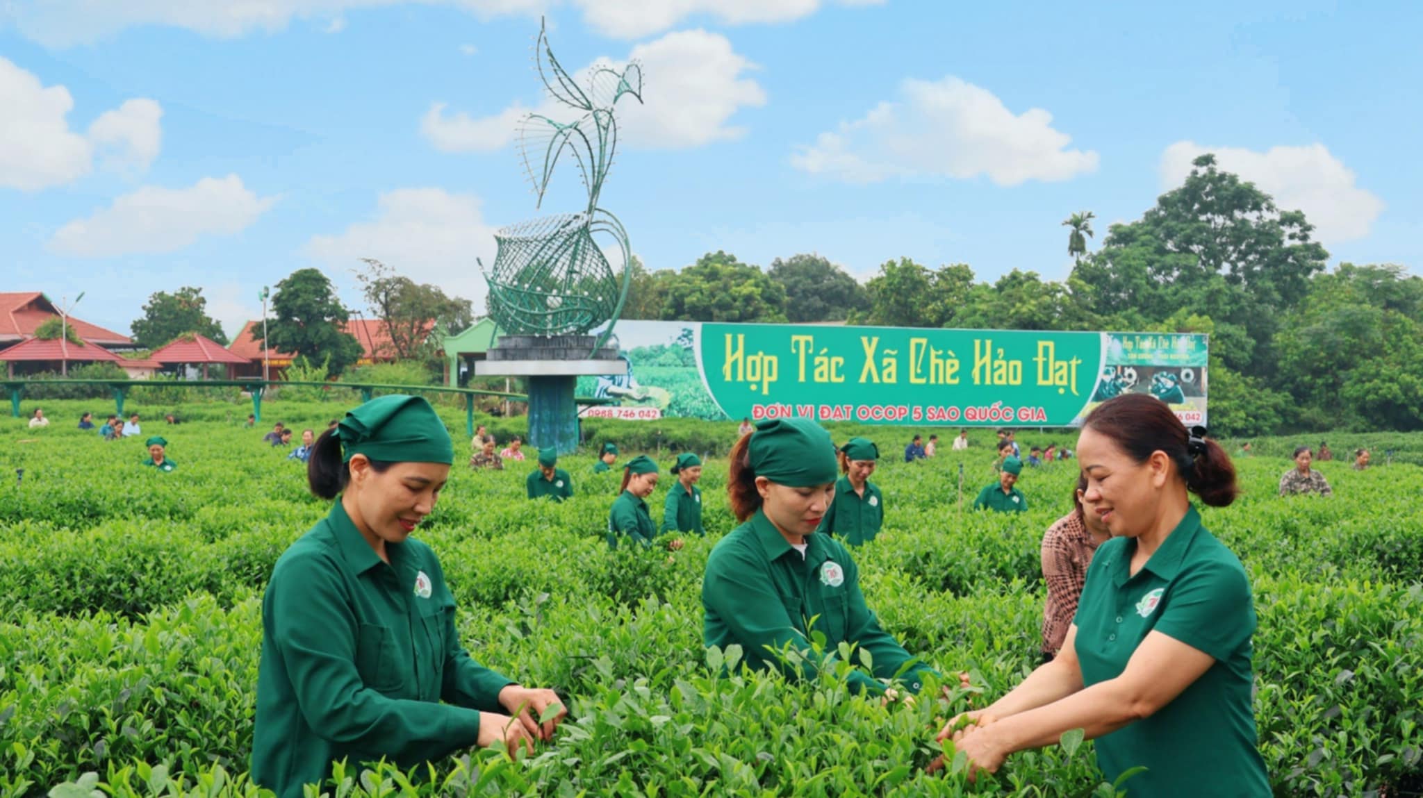 Hành trình xây dựng thương hiệu chè Hảo Đạt và vinh dự trở thành HTX tiêu biểu toàn quốc năm 2024 - Ảnh 1.