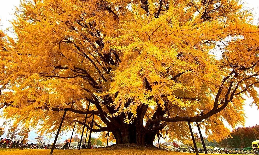 Der „schönste“ Ginkgobaum der Welt färbt sich leuchtend gelb