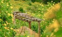 Tournesols sauvages en pleine floraison, le plateau de Lam Dong est aussi beau qu'une image