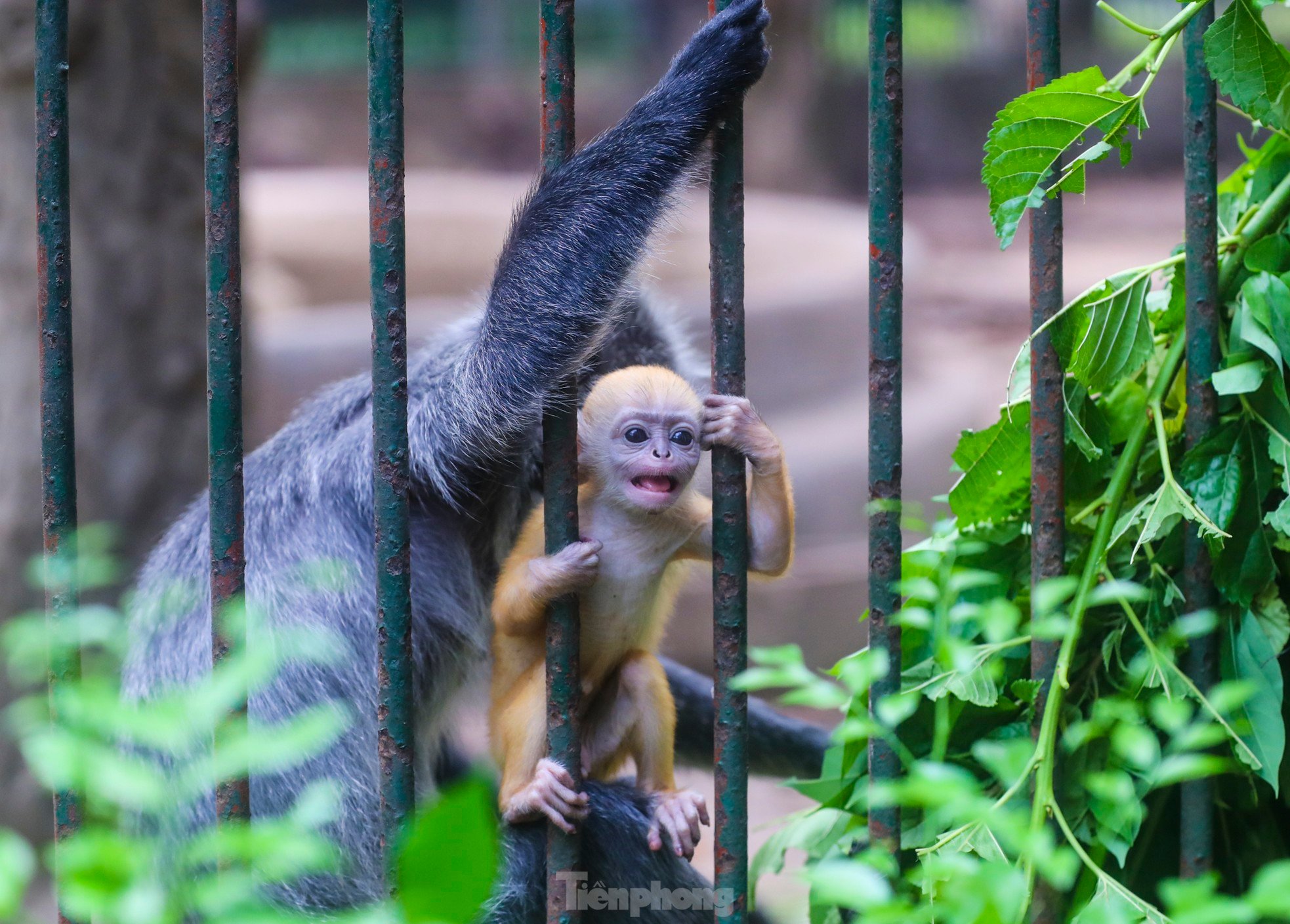 ソーシャルメディアで話題になっている動物園の赤ちゃん猿の何がそんなに特別なのでしょうか?写真11