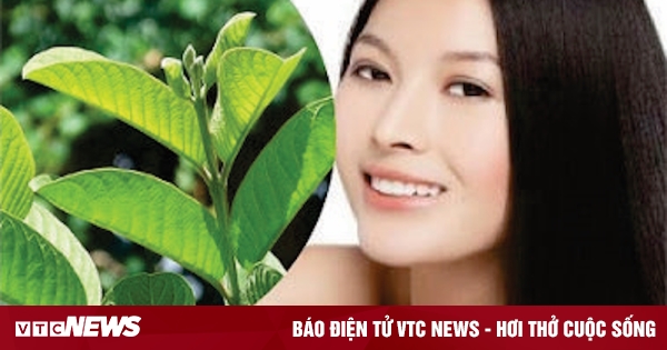 Beauty uses of guava leaves