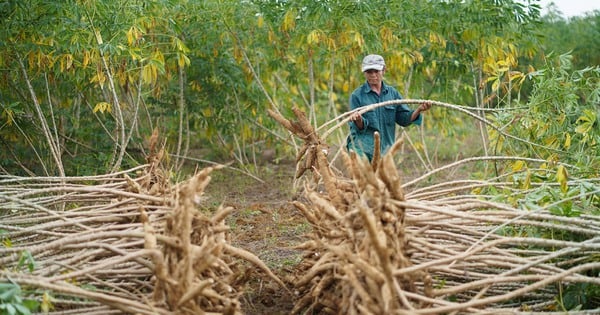 La Chine dépense près de 300 millions de dollars pour acheter un demi-million de tonnes d’un produit agricole cultivé au Vietnam.