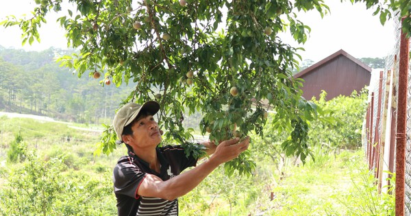 Chuyện lạ Lâm Đồng, "ghép duyên" mận tam hoa với cây đào, cây thấp tè trái ra quá trời, thu lãi to