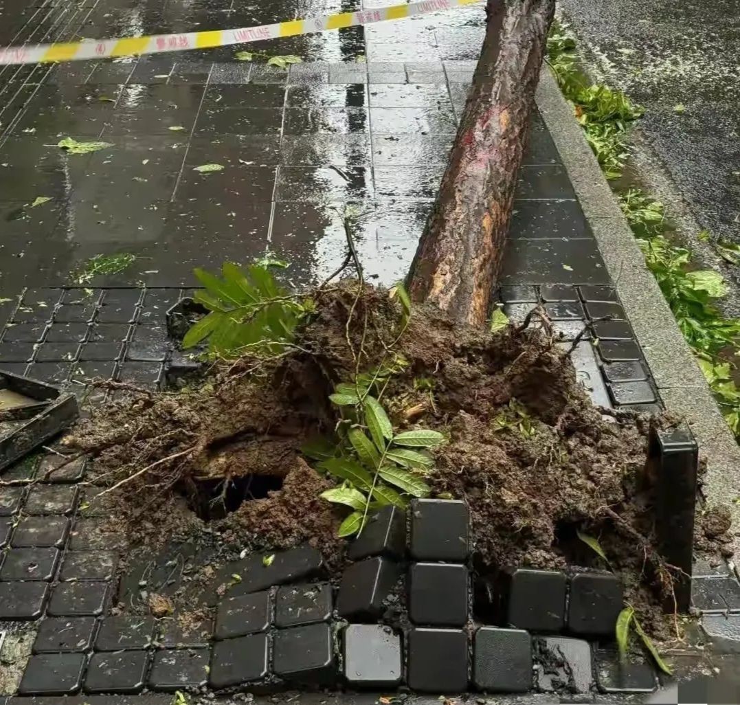 台風ベビンカが中国上海市を襲う 写真2