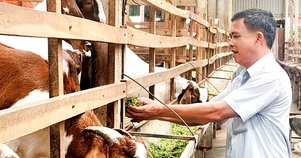 Raising 1,000 foreign goats, this easygoing animal brings billions to the farmer's house in Vinh Phuc