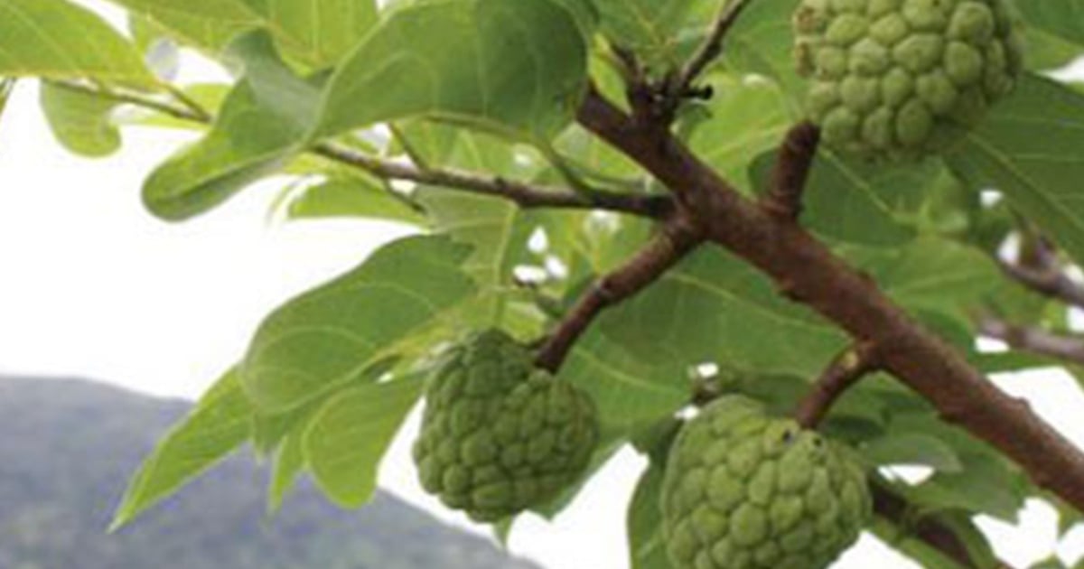 Reasons to eat custard apple in winter