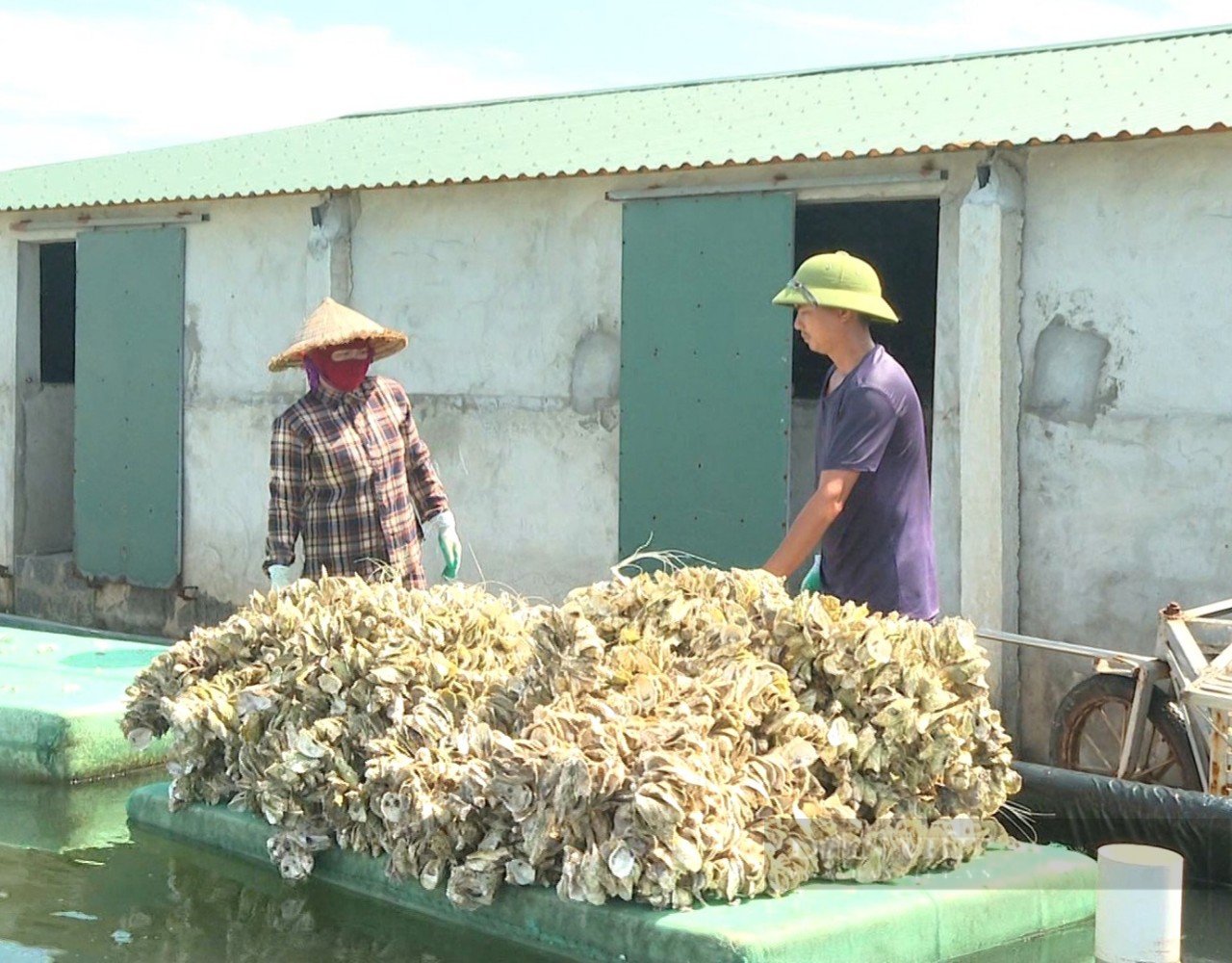 Nuôi các loài động vật nhuyễn thể, có chủ trang trại thủy sản ở Ninh Bình thu tiền tỷ- Ảnh 7.