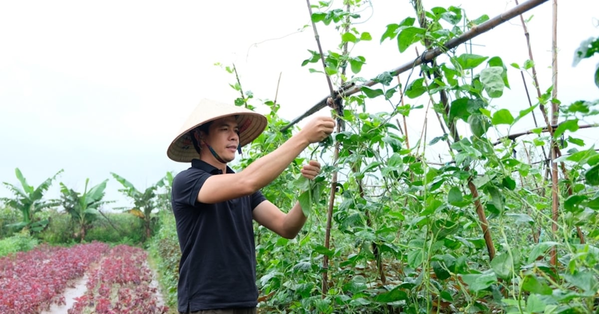 dồn sức sản xuất cây vụ Đông, không để ruộng đồng bỏ hoang