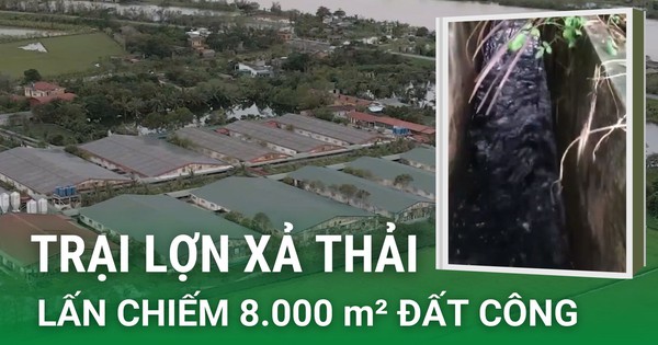 From the discharge of waste, a series of land violations of the pig farm in Dong Hung, Thai Binh were revealed (Part 2)