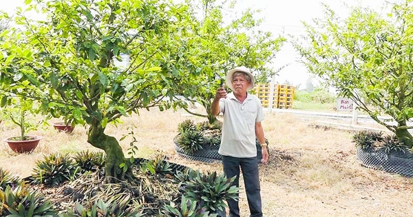 In Tien Giang bauen die Menschen auf Reisfeldern gelbe Aprikosen an, eine beliebte Zierpflanze, manche Bäume kosten Hunderte Millionen.