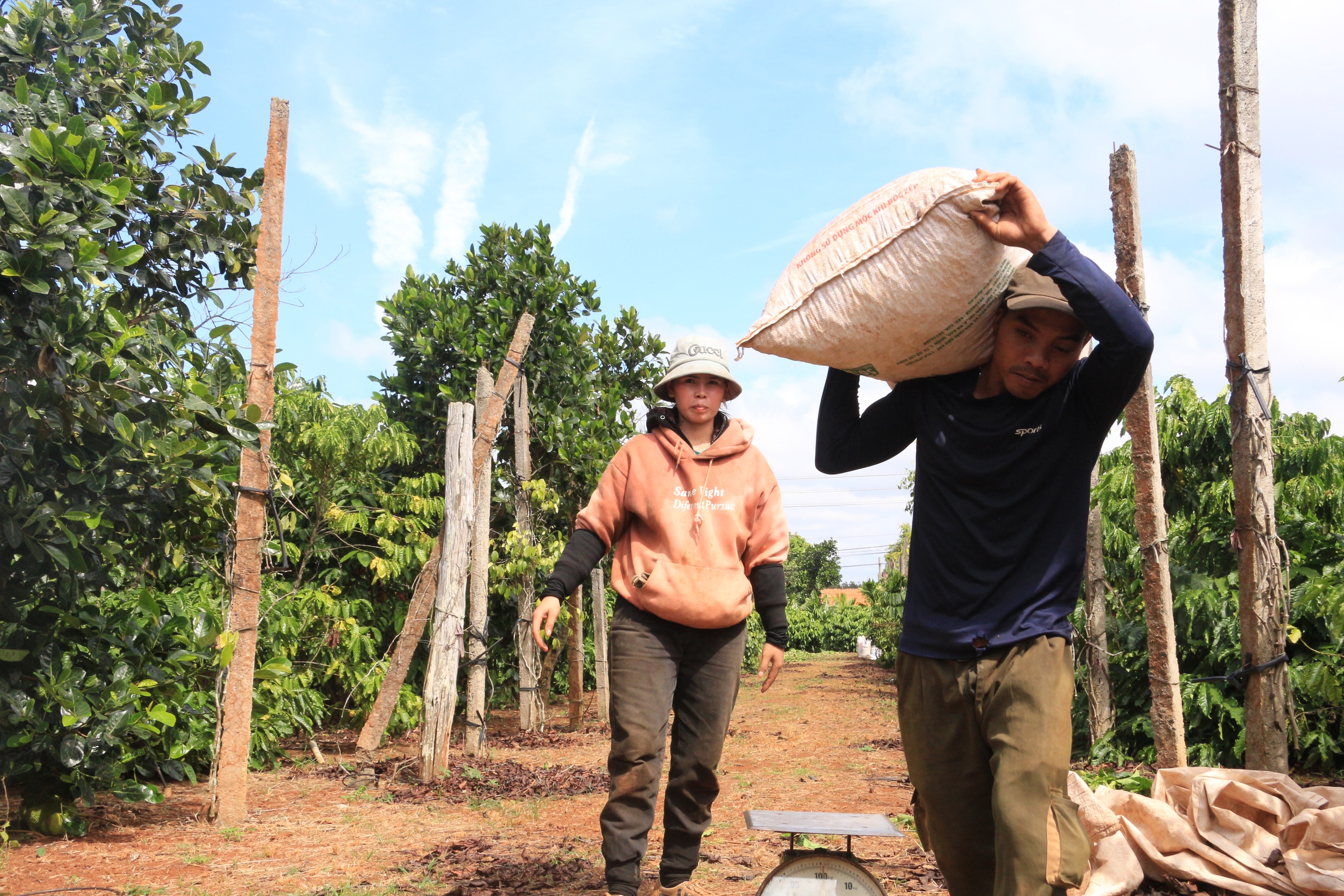 Hái cà phê chín: Giải pháp tăng sản lượng và chất lượng - Ảnh 3.