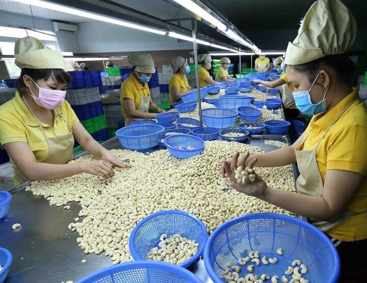 China surpassed the US to become the largest customer of Vietnamese cashew nuts last September. (Illustration photo)