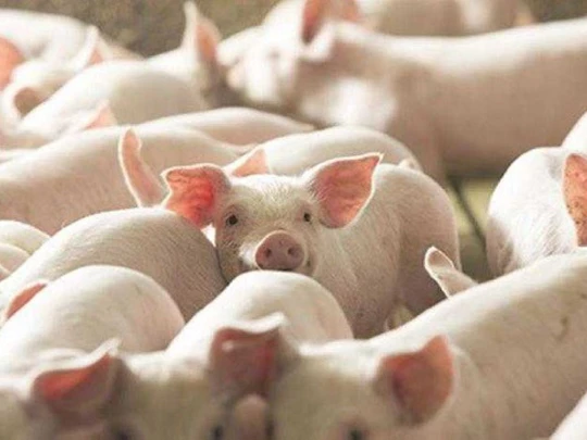 Schweinepreis am 4. Dezember 2024: Weiterhin leichter Anstieg in einigen Nordprovinzen