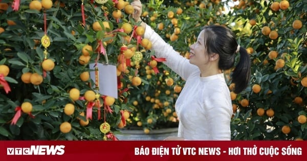 Abrumado por las decenas de millones de macetas de kumquat en la capital del kumquat de la región central