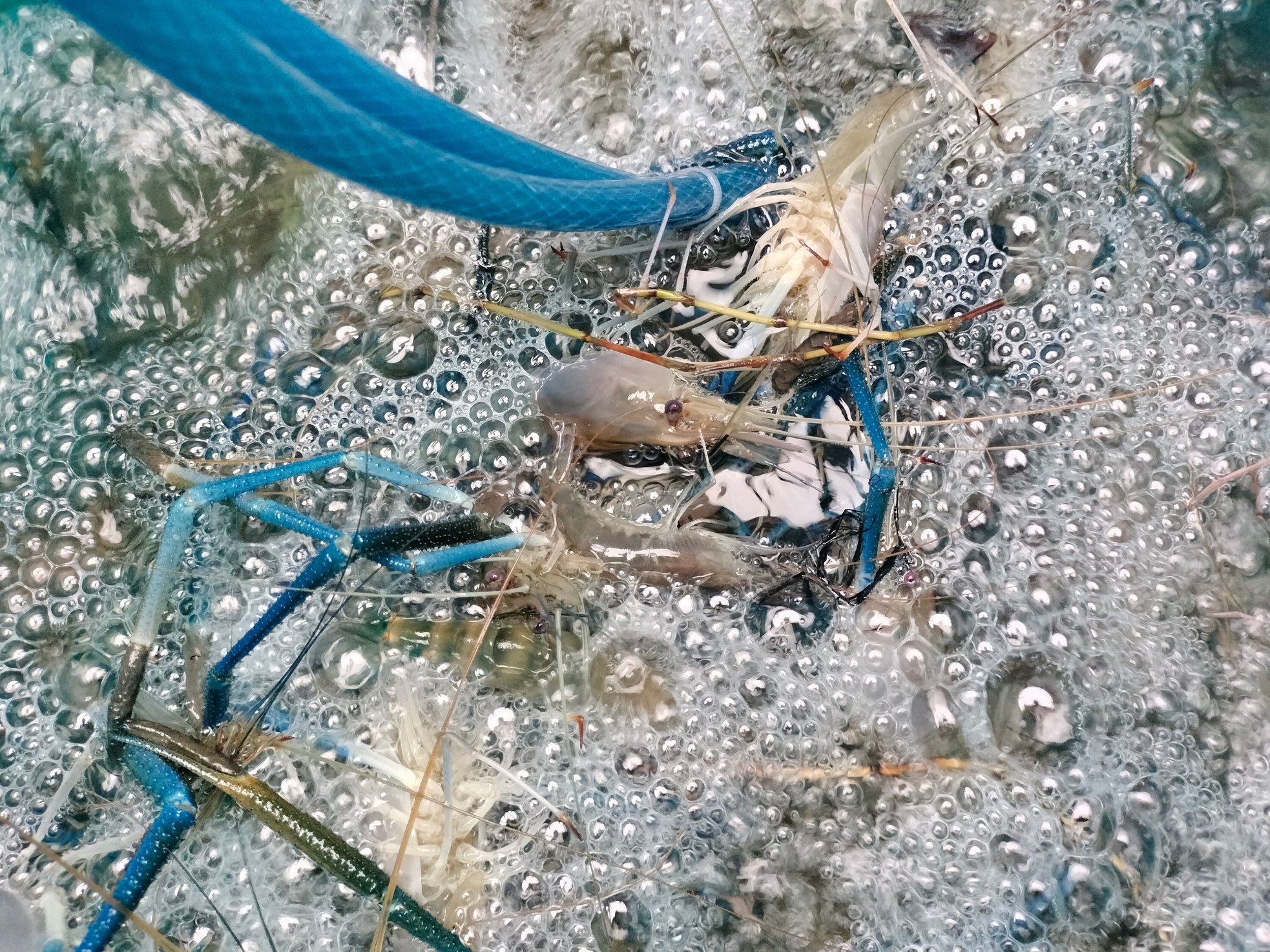 Close-up of Ca Mau farmers stirring mud to catch giant freshwater prawns photo 5