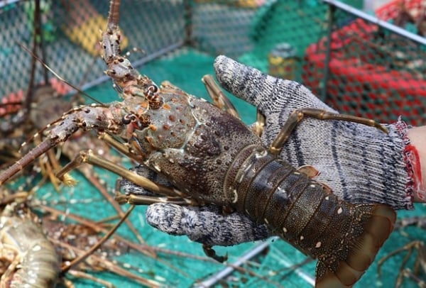 Dernières nouvelles sur la congestion des exportations de homards vers la Chine