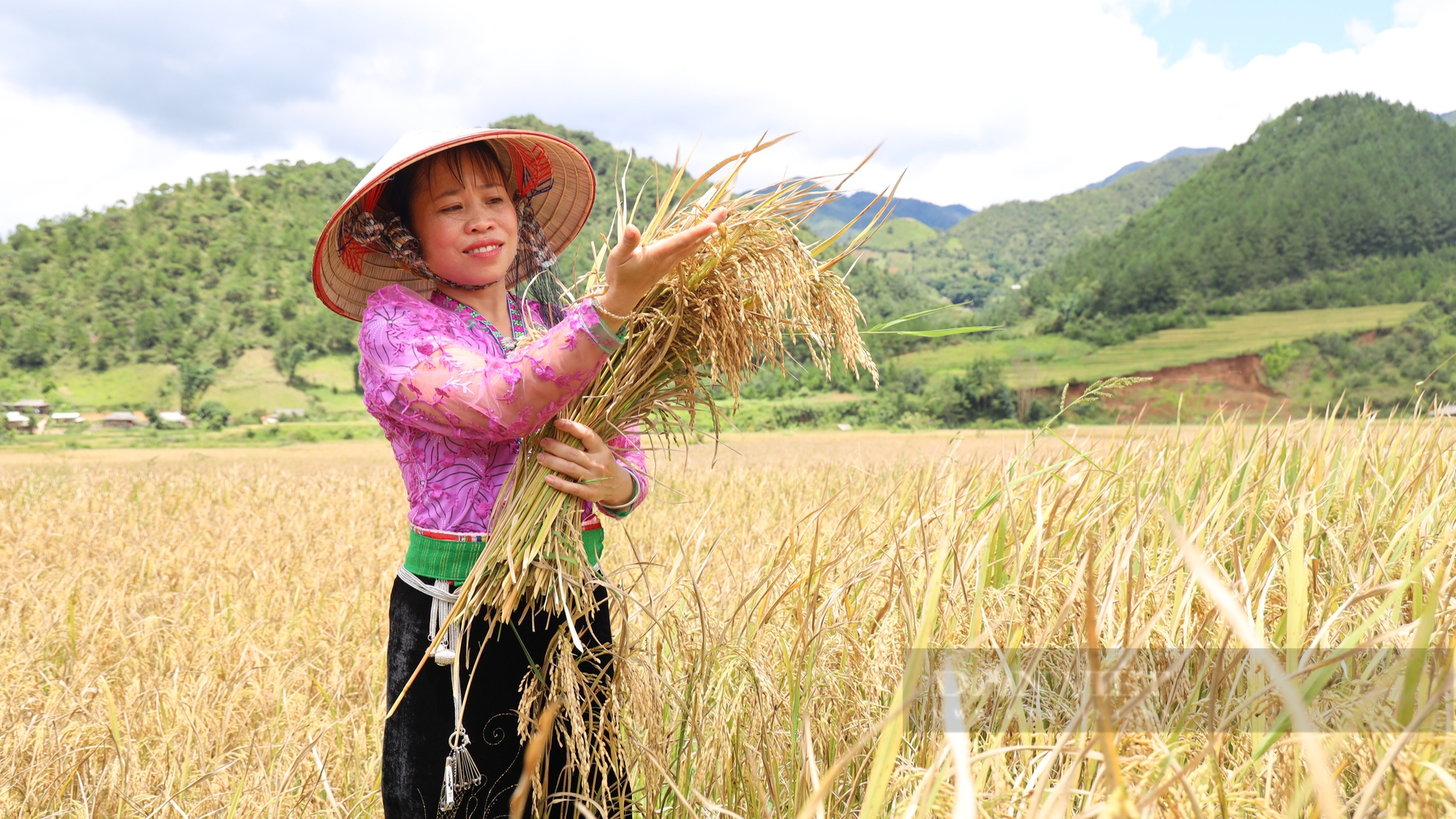 Nông dân tíu tít thu hoạch, gánh lúa, hứa hẹn một mùa vàng bội thu trên rẻo cao Sơn La- Ảnh 9.