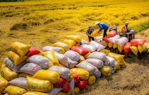 អង្ករ​វៀតណាម​ប្រឈម​នឹង​រលក​ស្រាល