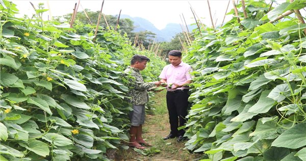 Un levier pour les habitants de Son Duong pour échapper à la pauvreté