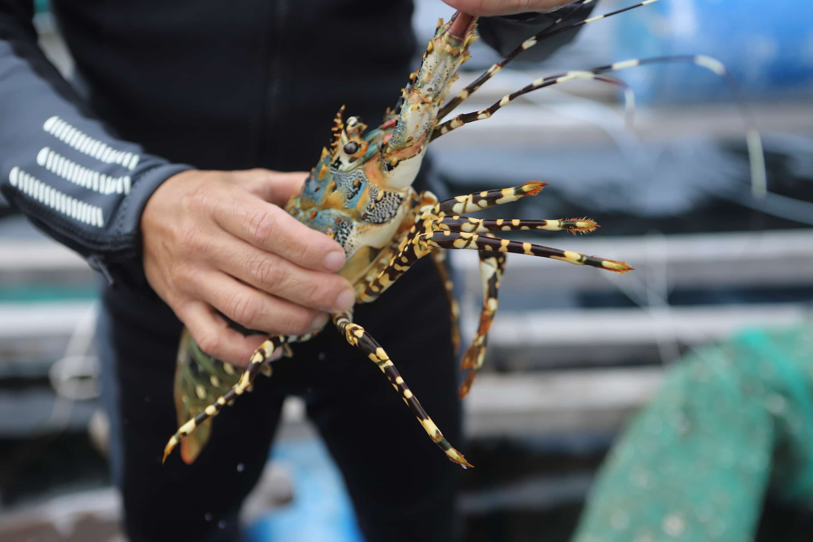 Pour que les éleveurs de homards se développent de manière durable, il est nécessaire de construire une chaîne de liens entre les zones d’élevage et les entreprises exportatrices. Photo : Huu Long