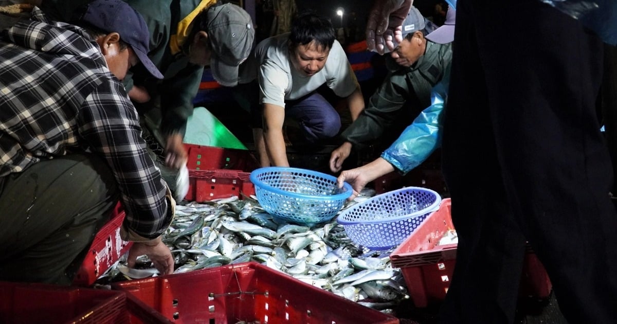 Ngư dân trúng đậm "lộc biển", chợ cá nhộn nhịp từ 3h sáng