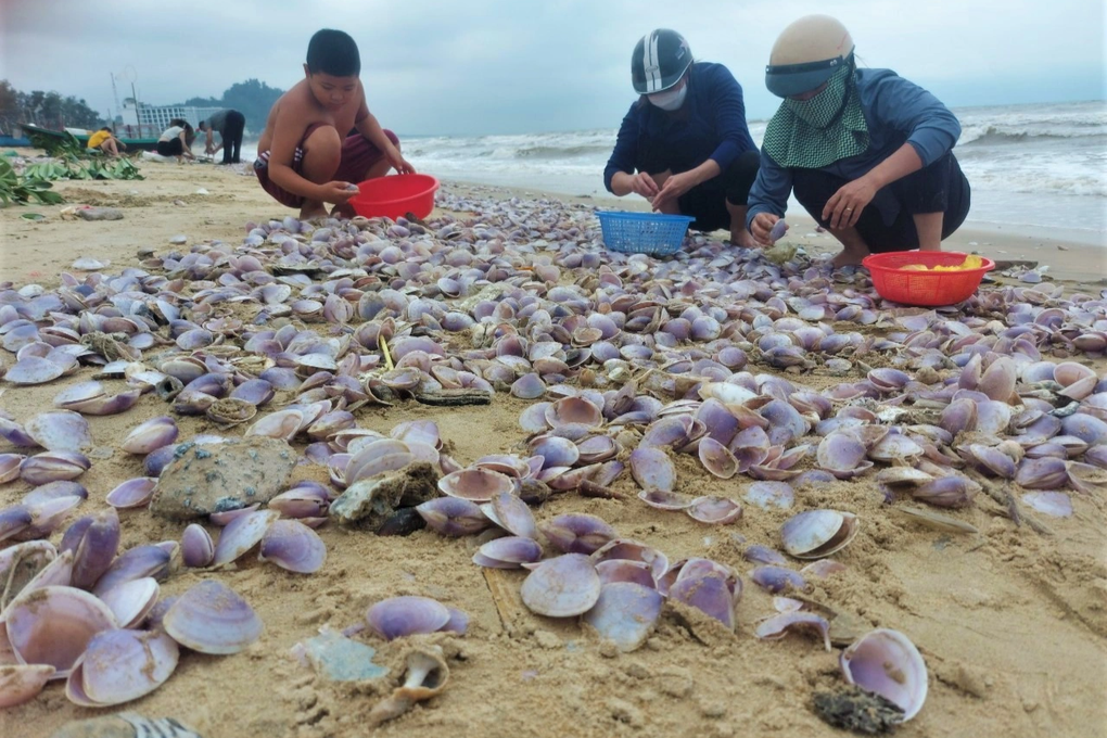 Hàng tấn sò tím dạt bờ biển, người dân đổ xô đi nhặt kiếm tiền triệu - 2