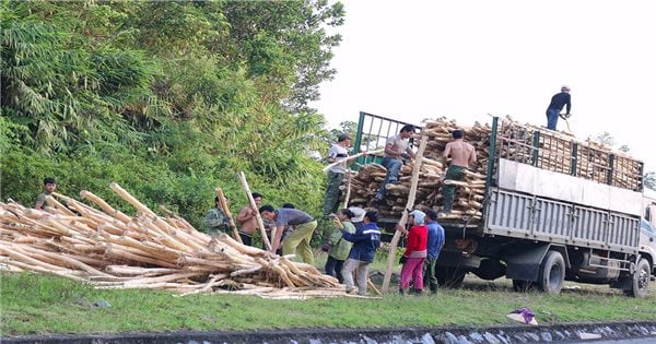 Hiện thực “giấc mơ” thu nhập từ rừng của người dân xứ Nghệ