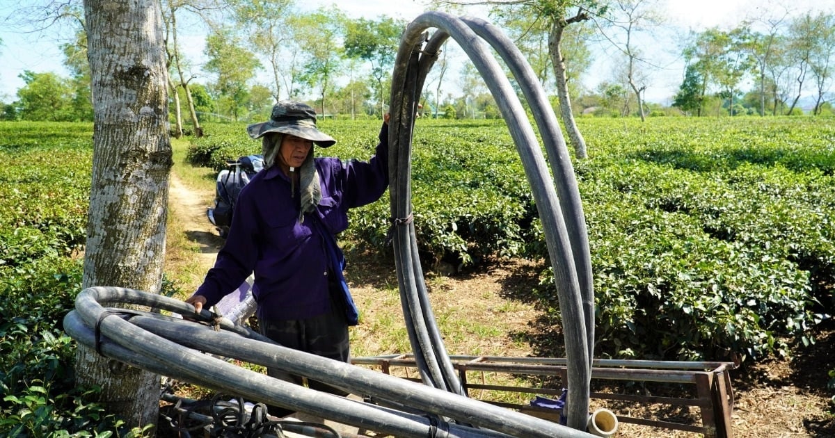 暑さで茶の木が大量に枯れ、農家は干ばつとの戦いに苦戦