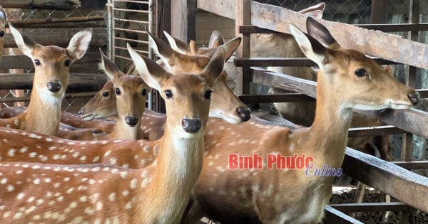 Un agriculteur de Binh Phuoc élève des animaux à haute valeur nutritionnelle, utilisés pour fabriquer de précieuses herbes médicinales