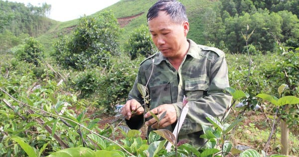 Trồng cây "thần dược của quý ông" quy mô lớn, anh nông dân Bắc Giang sắp thu tiền tỷ