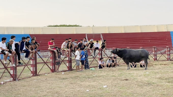 Les buffles ont été amenés au stade pour s'habituer à l'ambiance du festival. Photo de Le Tan