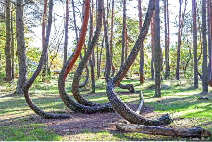 Primer plano de un bosque con cientos de tocones de árboles doblados 90 grados de manera inexplicable - 1
