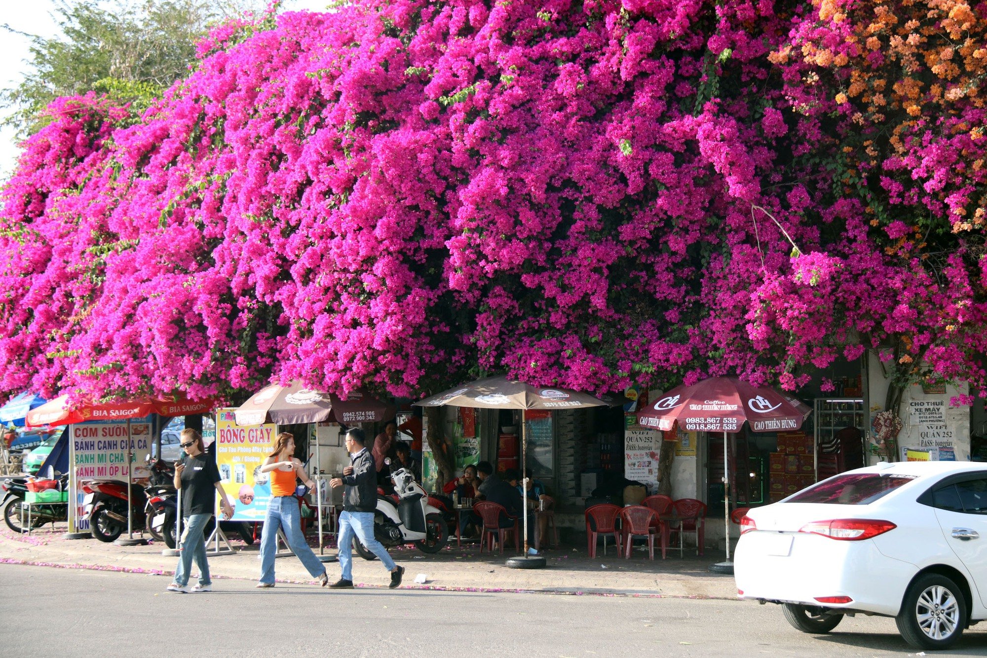  Độc đáo giàn hoa giấy rực đỏ bên cạnh nhà thờ ở Phan Thiết - Ảnh 2.