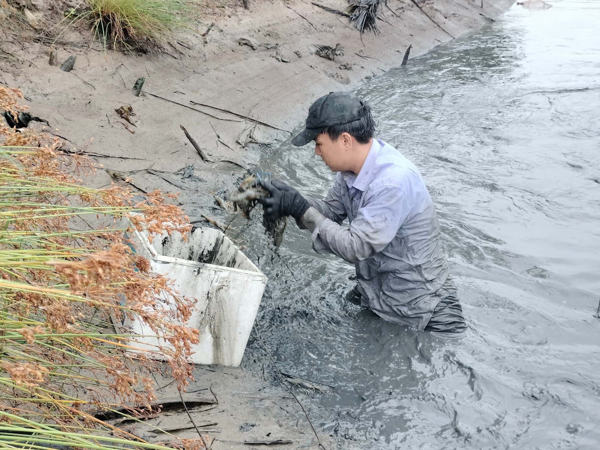 Close-up of Ca Mau farmers stirring mud to catch giant freshwater prawns photo 9