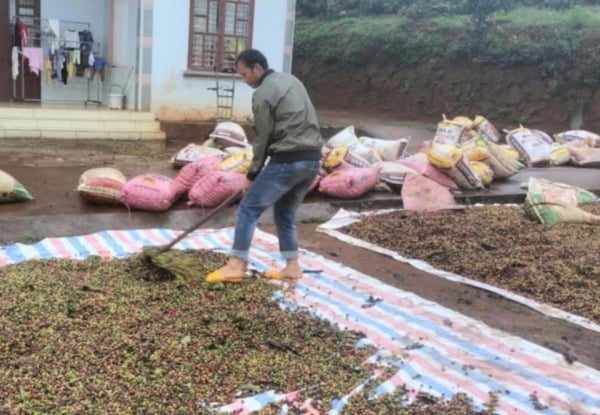 Los precios internos del café se mantienen en 125.100 VND/kg