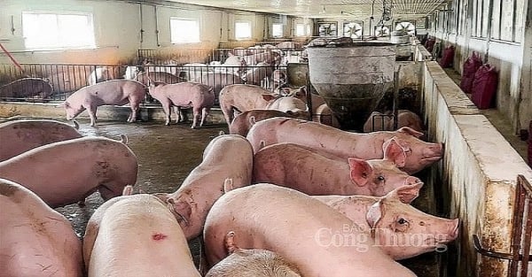 Pig price today June 29, 2024: Increase, decrease 1,000 VND/kg