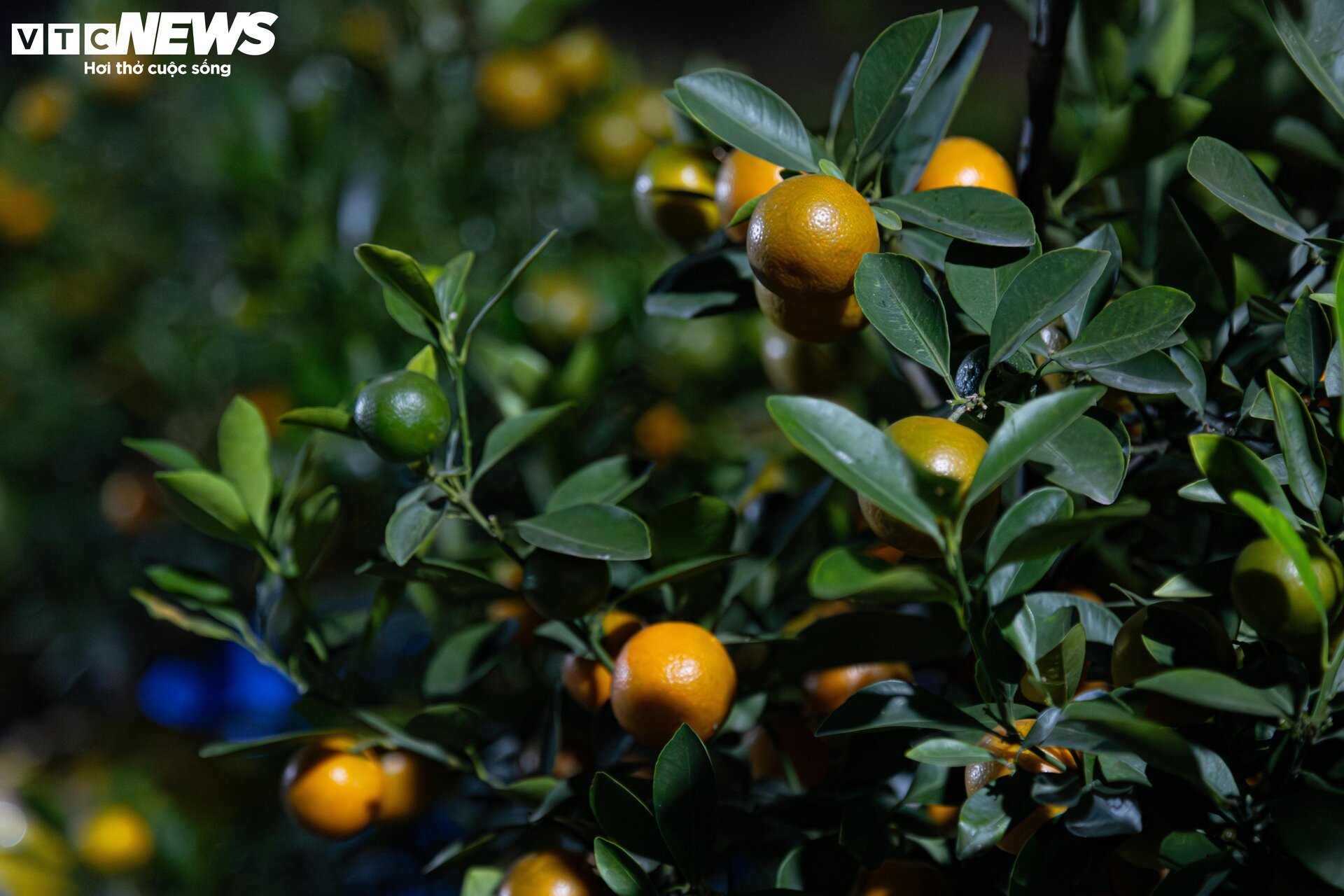 Los pequeños comerciantes luchan contra el frío extremo en Hanoi, quedándose despiertos toda la noche para cuidar los árboles de durazno y kumquat - 2