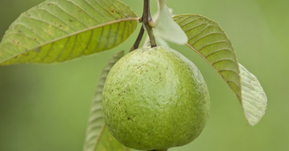 Pourquoi manger de la goyave est-il bon pour la peau ?