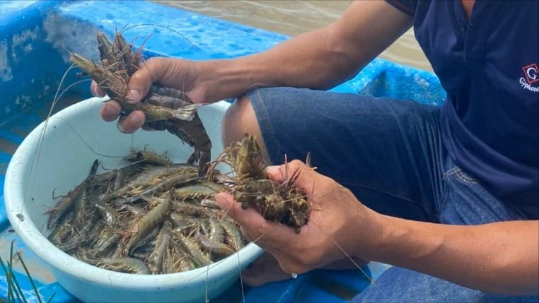 Las empresas procesadoras de productos del mar están ampliando gradualmente su escala.